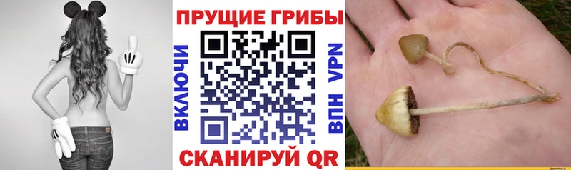 Псилоцибиновые грибы мицелий  Кизел 